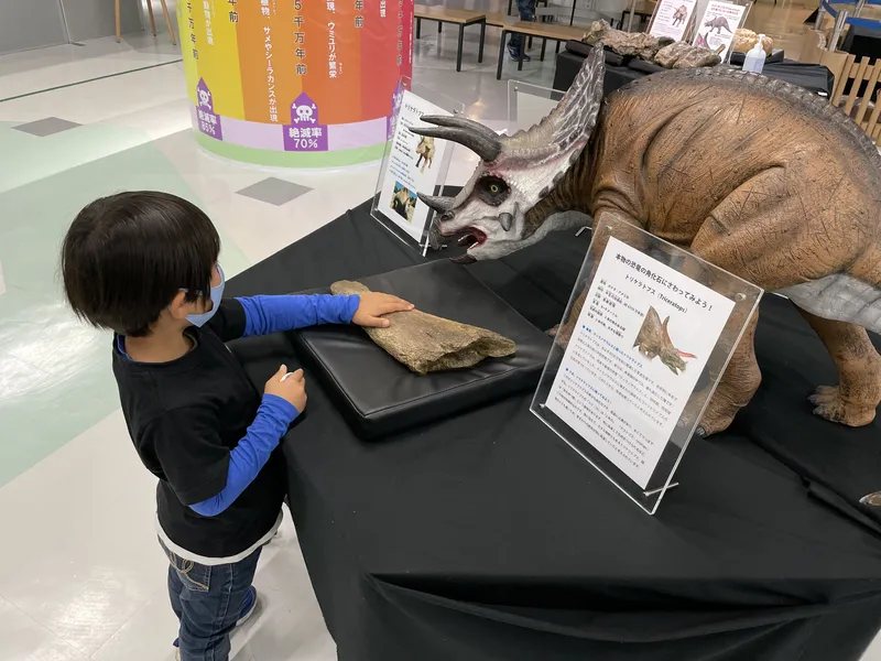 こちらは本物のトリケラトプスの角の化石にタッチできるコーナーです。トリケラトプスの子供の実物大フィギュアもあります。