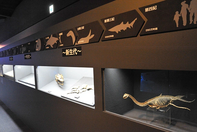 フタバスズキリュウ展示例