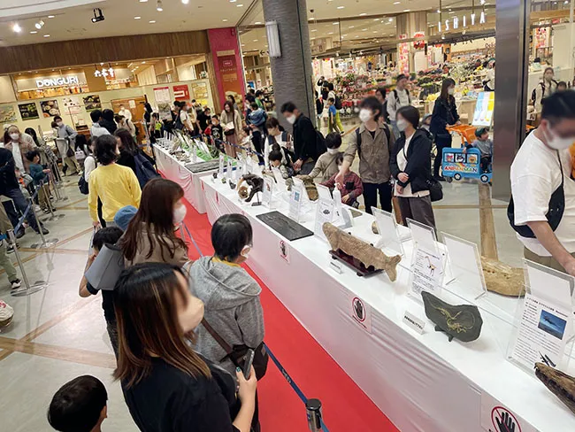 本物化石の展示物に興味津々！