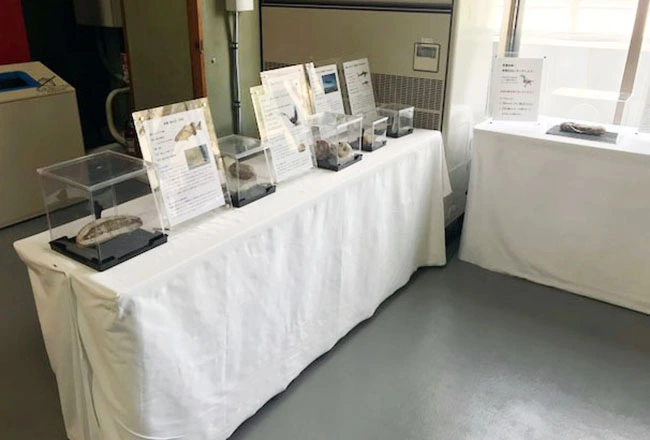 本物化石の展示類も充実。
