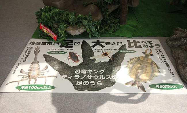 上に乗って楽しめる「ティラノサウルスの足と大きさ比べ」