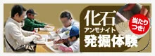 アンモナイト化石発掘体験キット