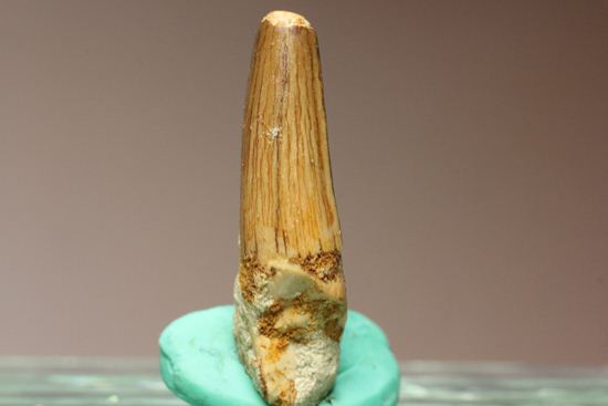 化石発掘体験の中身に入れるスピノサウルスの歯