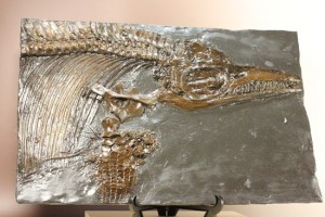 イクチオサウルスレプリカ化石
