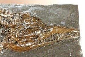 イクチオサウルスレプリカ化石頭部