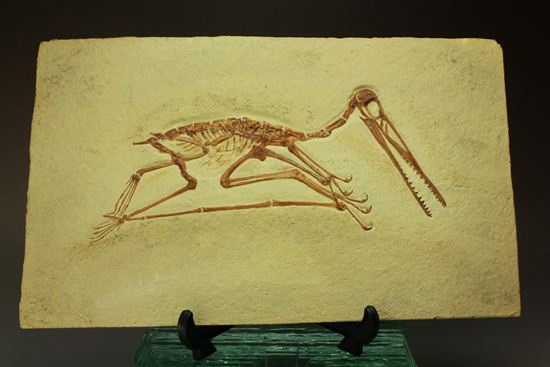 本物　希少　最大種翼竜ケツァルコアトルス　前肢骨化石　ケース付き 本物 希少 最大種翼竜ケツァルコアトルス 前肢骨化石 ケース付き