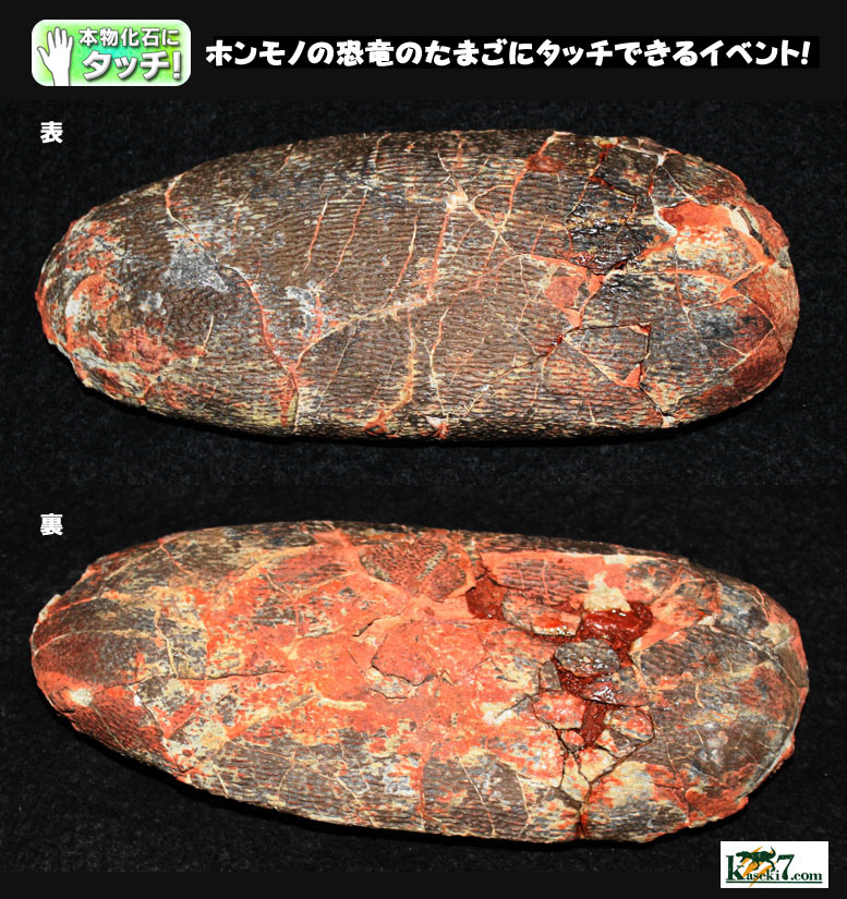 超希少！肉食恐竜ラプトルの卵に触れよう！