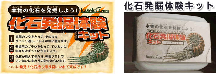 本物化石アンモナイト発掘体験キット
