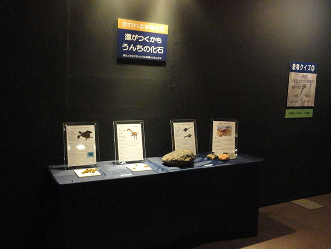タッチ化石展示例