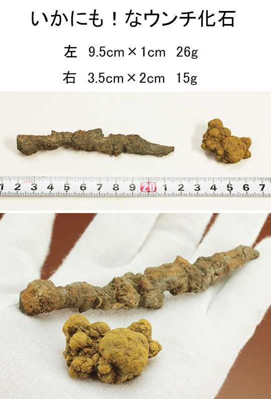 古代の水生生物のウンチ化石