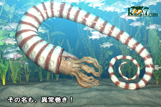 異常巻きアンモナイト
